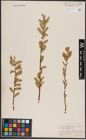 Foto von Salix candida Flüggé ex Willd. x Salix cordata Michx.